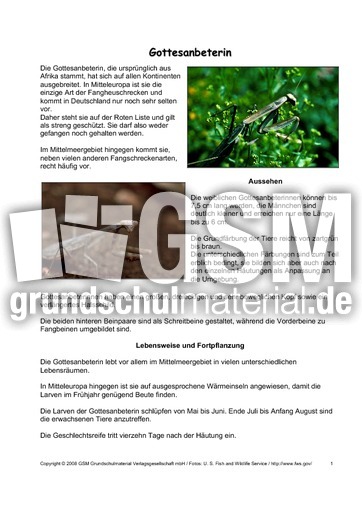 Gottesanbeterin-Steckbrief-Seite-1-2.pdf